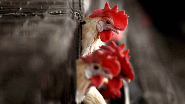 Bird Flu Scare: Poultry Birds Found Dead in Bihar's Chapkahi Test Positive for Bird Flu