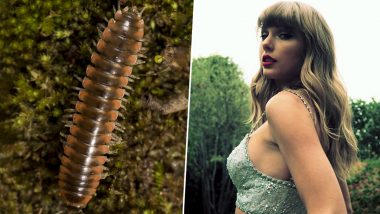 ‘Nannaria Swiftae’! Scientist Derek Hennen Honours Taylor Swift By Naming A New Millipede Species After Her