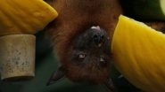 Science News | Research Suggests Bats Host Most Virulent Zoonotic Viruses, Though Not Most Dangerous Ones