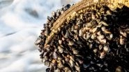 Science News | Freshwater Mussels Can Inhibit Bacterial Diseases, Finds Study