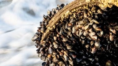 Science News | Freshwater Mussels Can Inhibit Bacterial Diseases, Finds Study