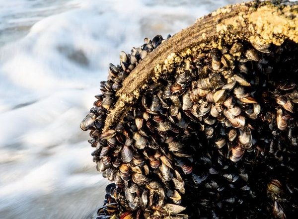 Science News | Freshwater Mussels Can Inhibit Bacterial Diseases, Finds Study