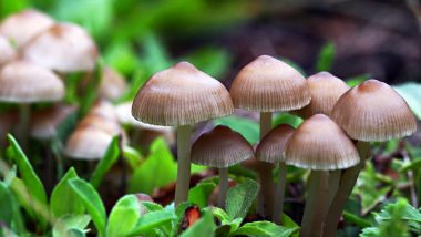 Eating More Mushroom is Good For Your Gut As Edible Fungi Lower Heath Risks, Says Study