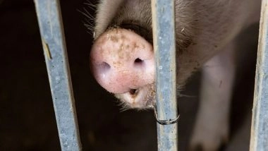 India News | African Swine Fever: Tripura Govt to Order Mass Culling of Pigs in Sepahijala Farm