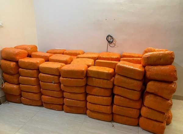 India News | Nearly 1,170 Kg of Cannabis Worth Rs 2.33 Cr Seized in Andhra