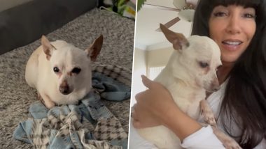Oldest Living Dog in the World Is TobyKeith, a 21-Year-Old Chihuahua, Confirms Guinness World Records