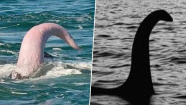 Not a Penis! Loch Ness Monster’s Long Neck Sticking Out of the Scotland Lake Is NOT a Whale Penis, Confirms UK Professor