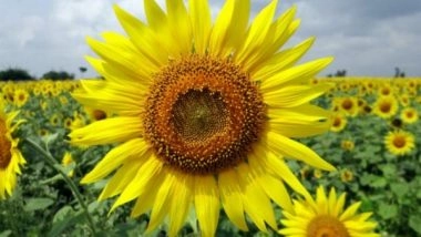 Science News | Study Explores How Light is Perceived by Plants