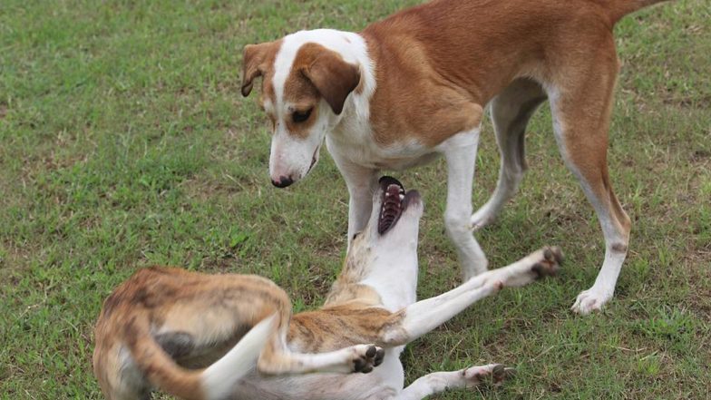 Odisha Shocker: Stray Dog Mauls Girl Child to Death, Injures 12 People in Balangir; Cops Say No Trace of Canine