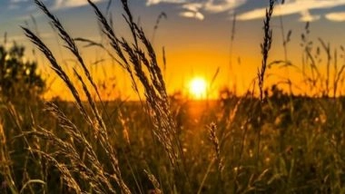 India News | Odisha MP Writes to Centre, Seeks Procurement of Par-boiled Rice