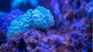 Science News | Research Discovers New Bacteria Clinging to Deep-sea Plastic to Travel Around the Ocean