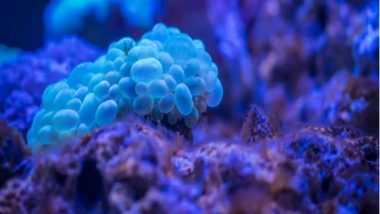 Science News | Research Discovers New Bacteria Clinging to Deep-sea Plastic to Travel Around the Ocean