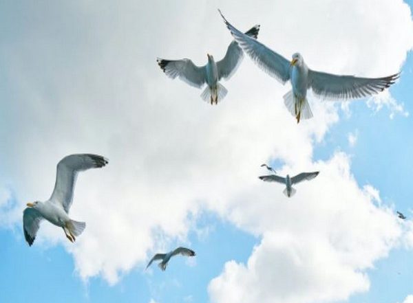 Science News | Scientists Design App to Protect Endangered Birds