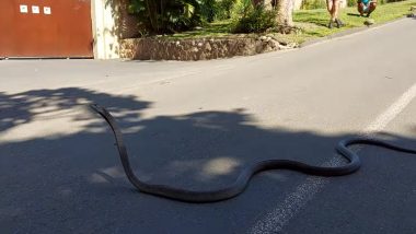 Injured Black Mamba Snake Slithers Smoothly Across Road in South Africa; Watch Viral Clip