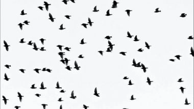 Science News | Researchers Develop Maps of Bird Species to Protect Biodiversity