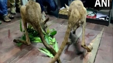 India News | WB Forest Officials Rescue Two Injured Kangaroos in Jalpaiguri, Probe Ordered