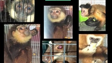 India News | Assam Forest Officials Rescue 'exotic' Monkeys, Wallaby