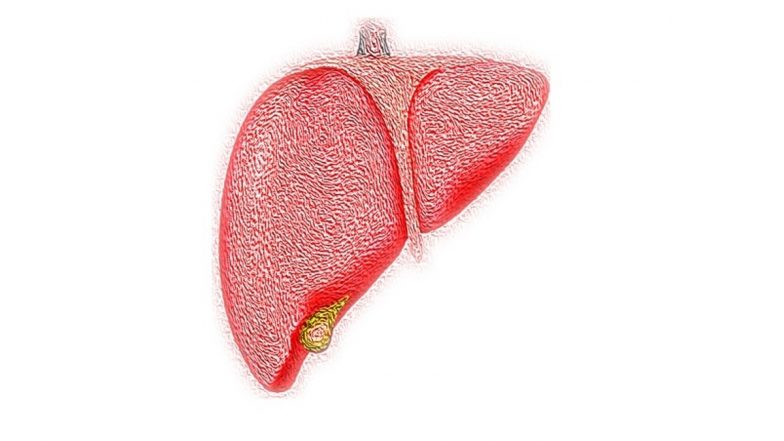 World Liver Day 2022: Fatty Liver Likely Causing a Surge in Serious Liver Diseases in India | ???? LatestLY