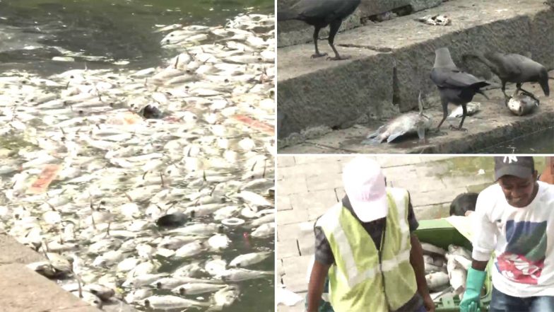 Mumbai Shocker: Lakhs of Fish Found Dead at Banganga Tank in Malabar Hill (See Pics)