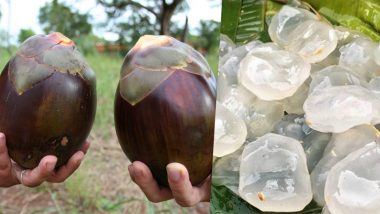 Ice Apple or Tadgola Fruit Health Benefits: Here’s How This Juicy Summer Fruit Acts as a Natural Coolant To Shun the Heat!