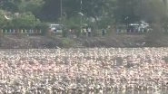 Navi Mumbai: Flamingos, Seagulls Flock to Seawoods in Large Numbers (Watch Video)