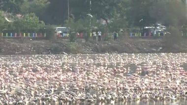 Navi Mumbai: Flamingos, Seagulls Flock to Seawoods in Large Numbers (Watch Video)