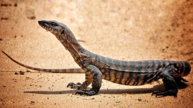 Maharashtra Bestiality Shocker: Bengal Monitor Lizard Gang-Raped in Sahydari Tiger Reserve, Four Arrested