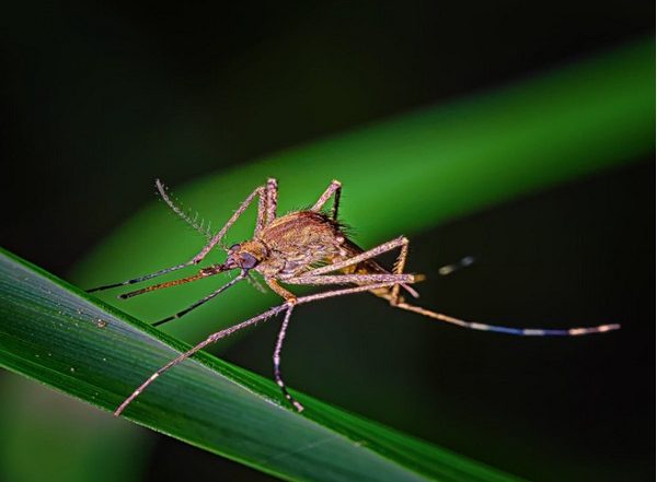 World News | Tanzania Vows to Eliminate Malaria by 2030 as It Marks World Malaria Day