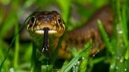 Anti-Venom Shortage: Irula Society To Get Permission To Catch Snakes As Snake-Bite Incidents Spike in India