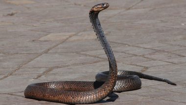 Indian Rat Snake Rescued From Fire in Noida