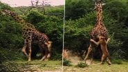 Pride of Lions Attack Adult Giraffe, In Return The Mammal Violently Thrashes the Beasts Off; Watch Viral Encounter