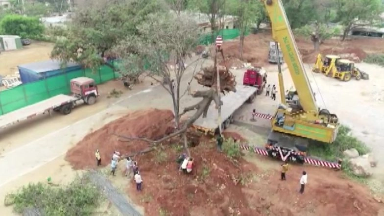 Mahbubnagar Admin Translocates Four 100-Year-Old Trees From Roads, Buildings Guest House to KCR Park