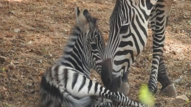 India News | Zebra Foal Delivered in Bengaluru Bannerghatta Biological Park