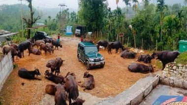 India News | Meghalaya: BSF Seize 45 Cattle Along India-Bangladesh Border