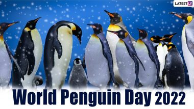 World Penguin Day 2022: 5 Funny Videos of Penguins That Prove They’re The Cutest Chaotic Mess