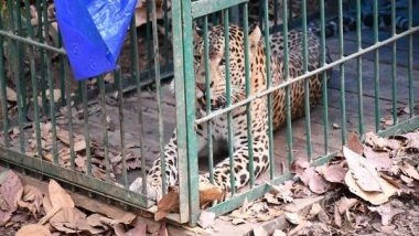 India News | Assam: Leopard Creating Terror in Golaghat District, Caged