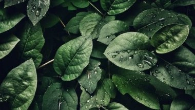 Lifestyle News | Study Shows How Plants Activate Their Immune System Against Pathogens in Rain