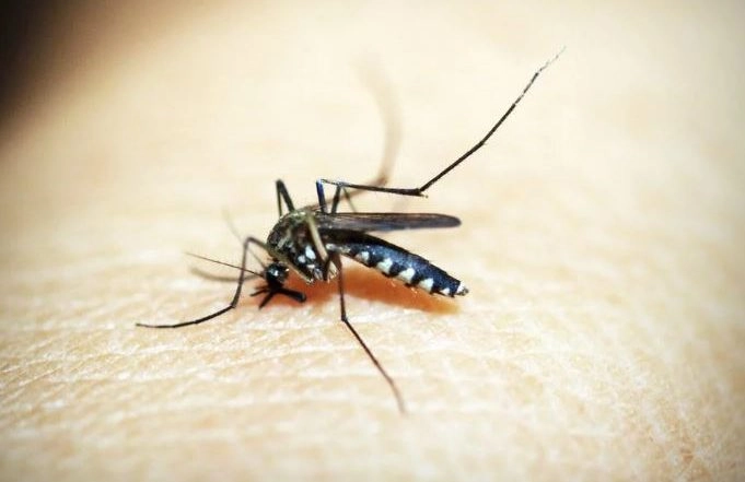 Science News | Study Finds Yellow Fever Mosquito Can Be Tackled by Using Nanoparticles