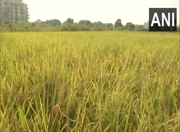 Indian Insurers Create Rs 500 Crore Fertiliser Pool to Cover Imports From Russia and Belarus
