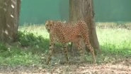 India News | Hyderabad Zoo Uses Cooling Systems to Protect Animals in Summers