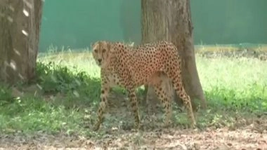 India News | Hyderabad Zoo Uses Cooling Systems to Protect Animals in Summers