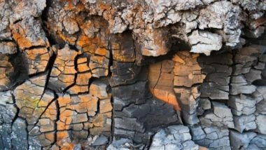 Lifestyle News | Human Activities Causing Continuous Land Degradation Around the World: UN Report