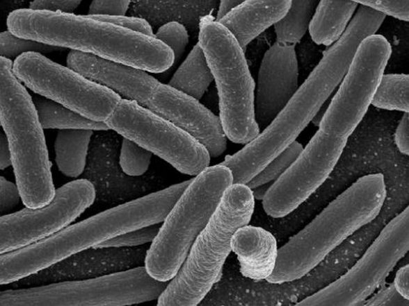 Health News | Gut Microbiota Regulates Abdominal Functions, Finds Study - Vimarsana News