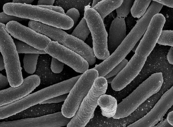 Health News | Gut Microbiota Regulates Abdominal Functions, Finds Study