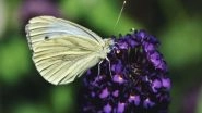 Science News | Study Finds Butterflies Struggle for Survival in Warmer Autumns