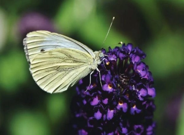Science News | Study Finds Butterflies Struggle for Survival in Warmer Autumns