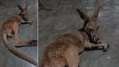 West Bengal: Third Kangaroo Rescued Near Gajoldoba in Jalpaiguri in a Day, Probe On