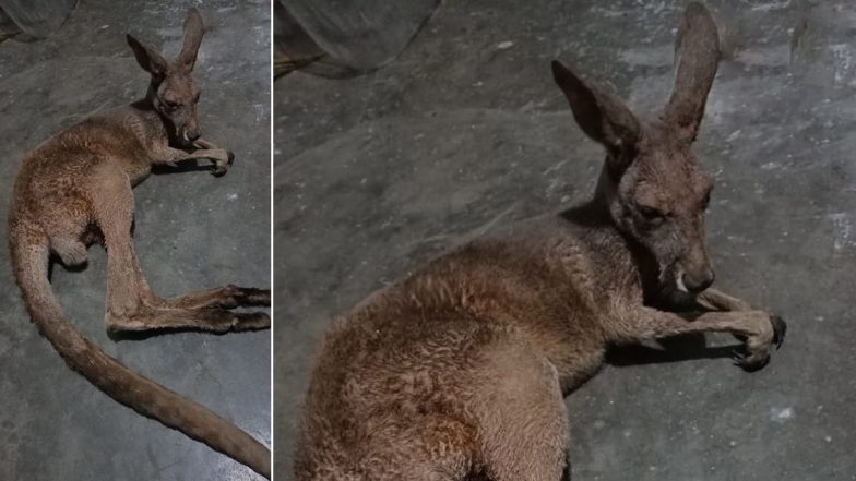 West Bengal: Third Kangaroo Rescued Near Gajoldoba in Jalpaiguri in a Day, Probe On