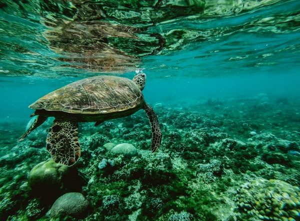 Warming of Oceans Due to Climate Change Will Mean Fewer Productive Fish Species To Catch in Future, Says Study