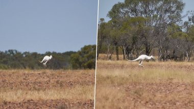 Extremely Rare White Albino Kangaroo Captured On Camera in Outback Queensland, Australia; See Viral Pictures